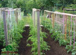 Tomato garter frame