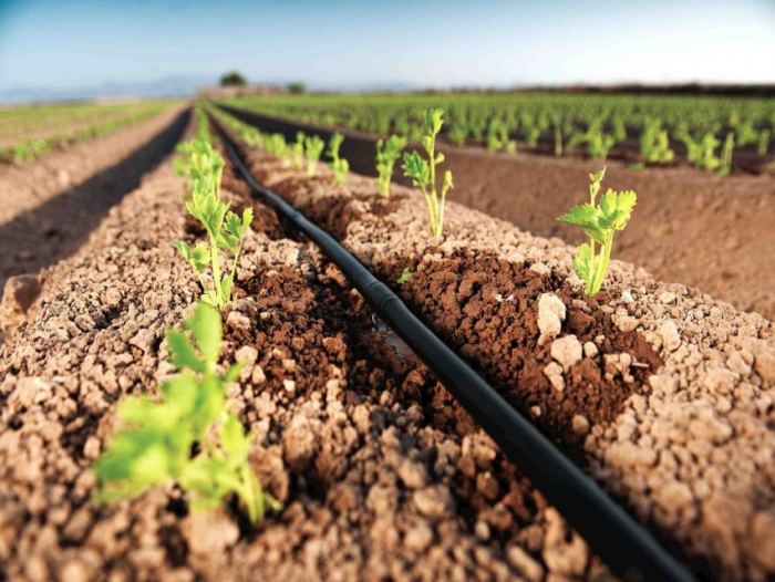 Watering strawberries with a hose