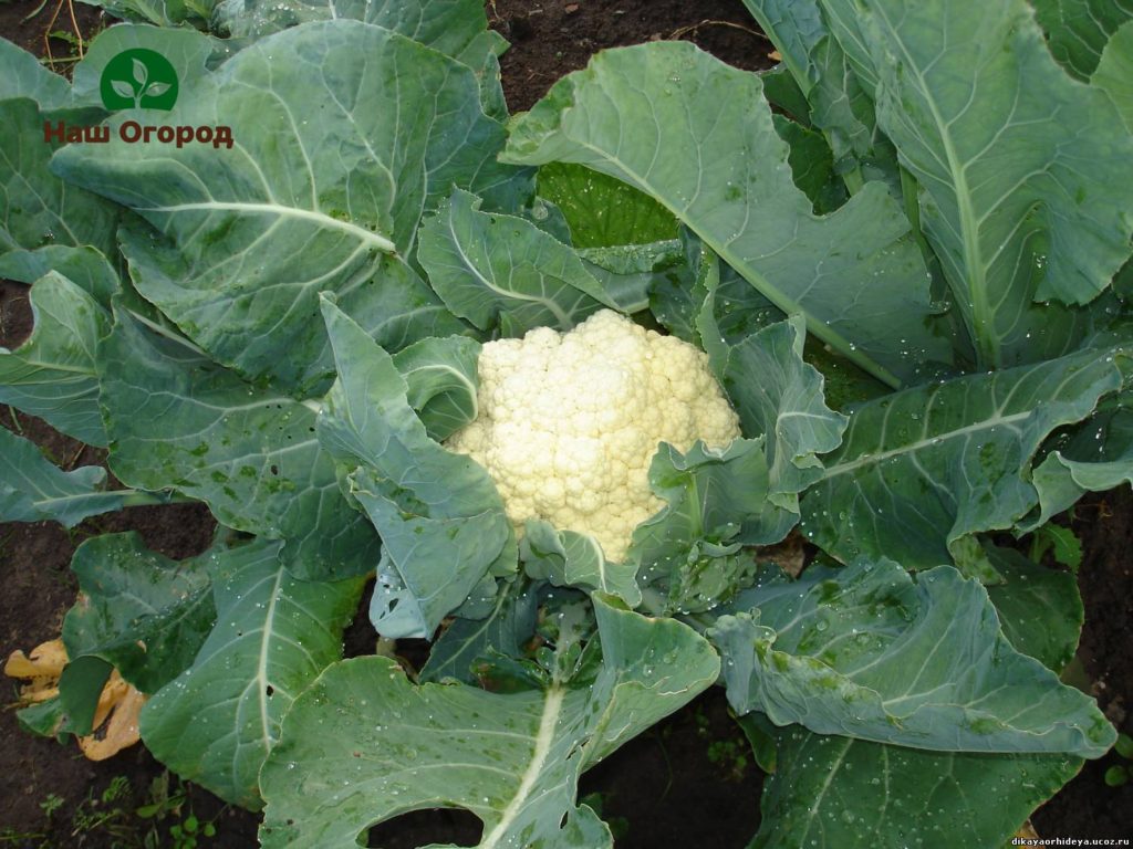 cauliflower in the garden