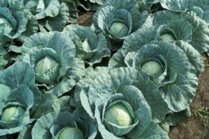 cabbage photo