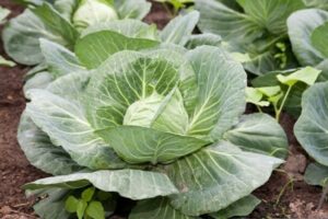 cabbage varieties