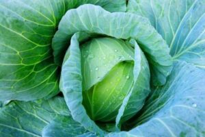 cabbage varieties