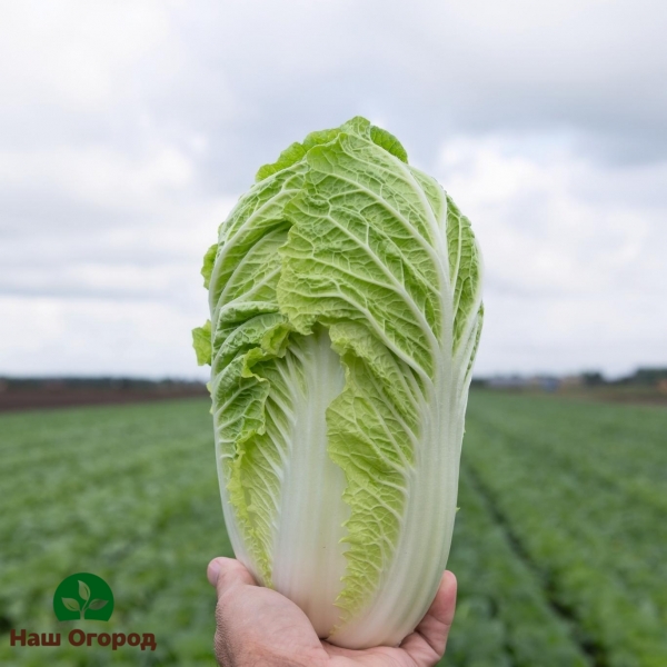 paglilinang ng Chinese cabbage