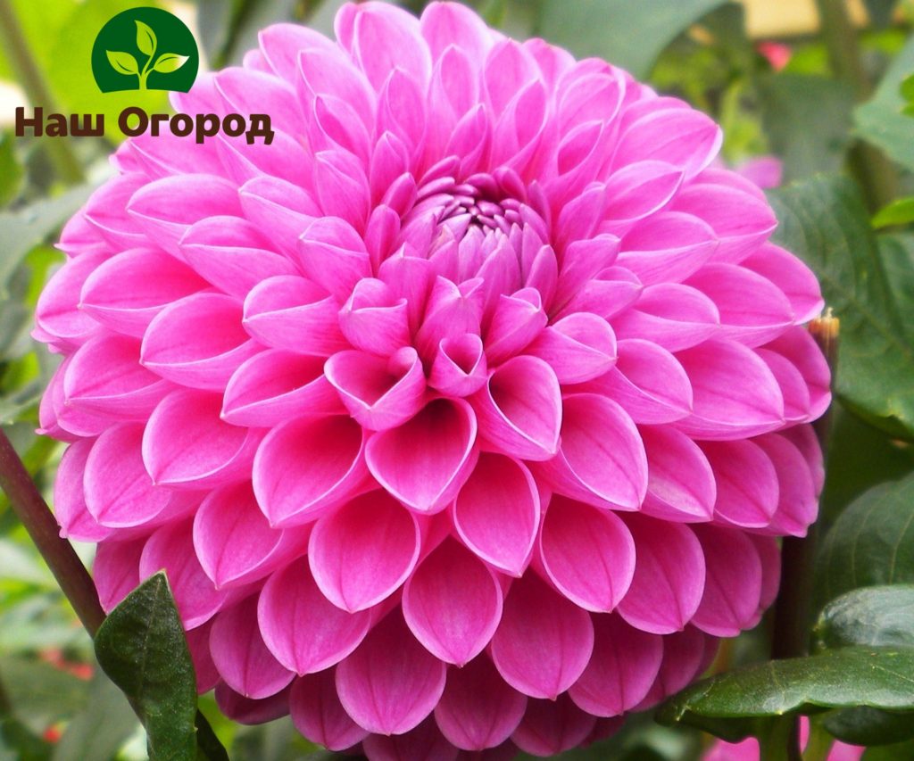 Nakuha ng pompom dahlia ang pangalan nito mula sa spherical na hugis ng inflorescence.