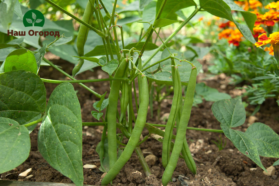 crni Eyed Peas