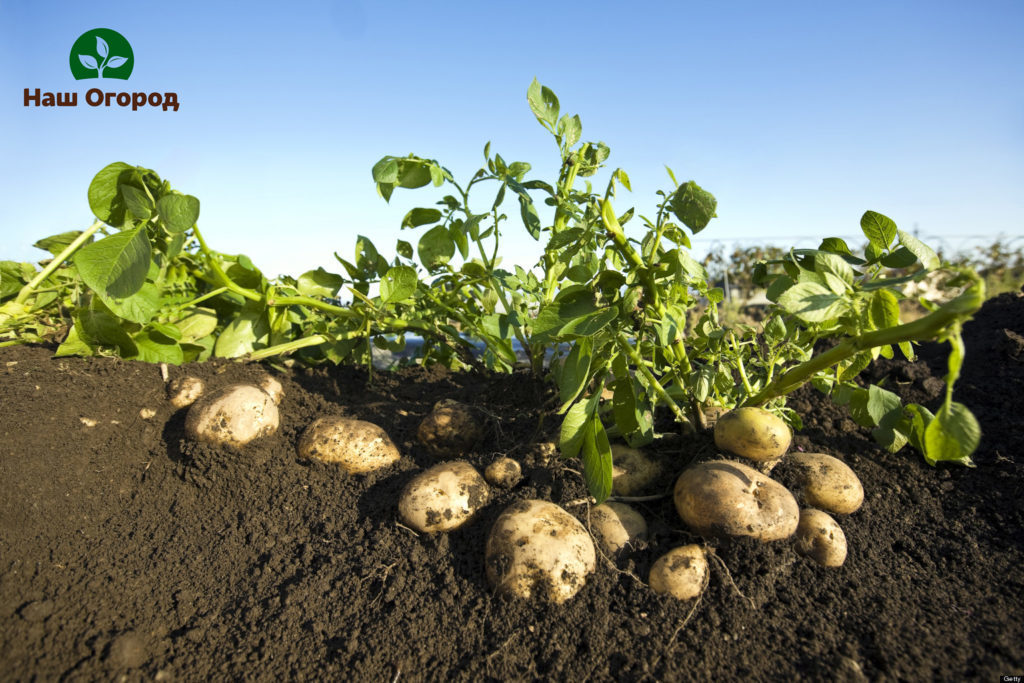 planter des pommes de terre en terre