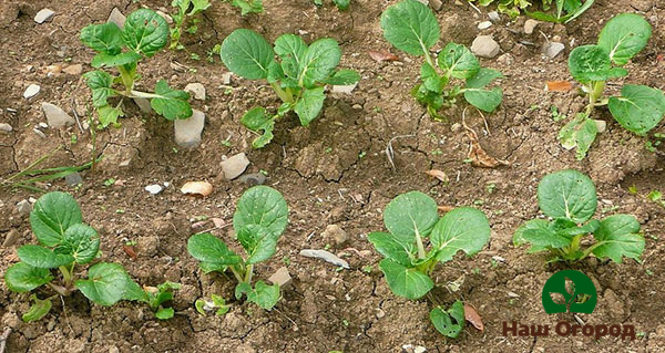 Pak choy cabbage sprouts