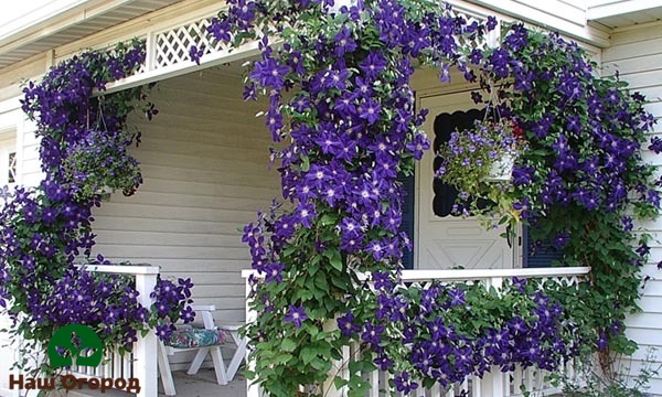 Ang Clematis ay maaaring maging isang mahusay na pandekorasyon para sa isang bahay sa bansa at iba pang mga gusali ng hardin.