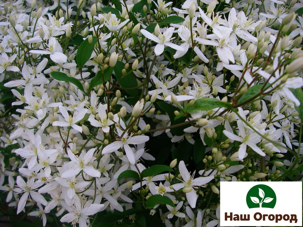 Clematis Paniculate listopadna loza.