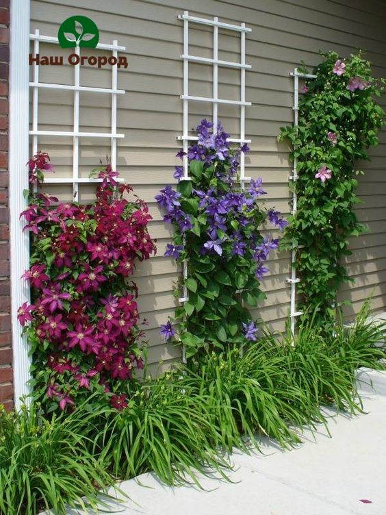 Clematis need vertical support in order to cling to it and climb to the top.