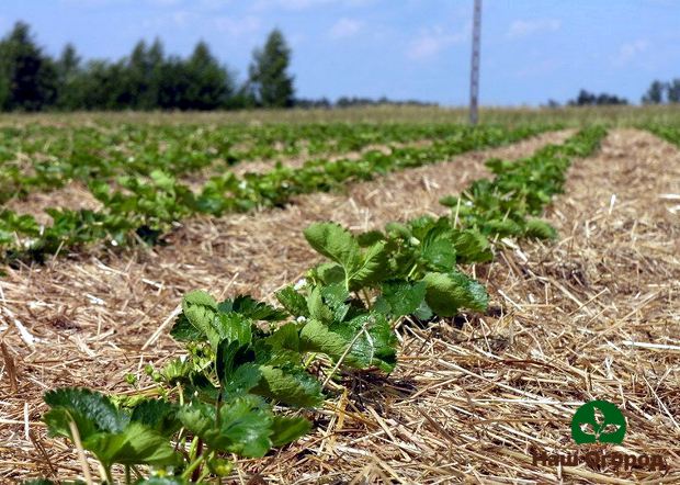 Strawberry beds under cover of straw