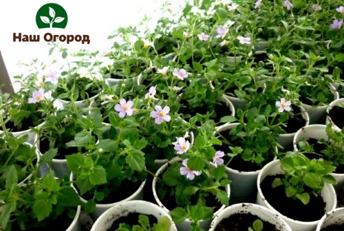 Seedling bikopa pagkatapos ng pagtubo