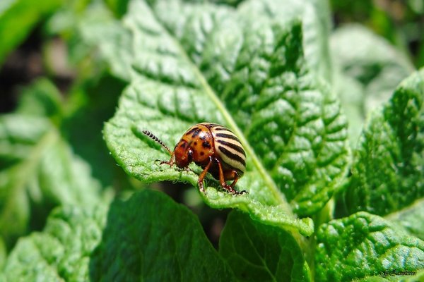 Beetle ng Colorado