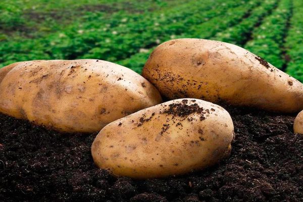 Commodore preparation for potato processing