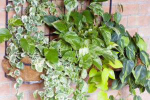 indoor vines care