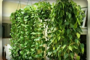 indoor vines photo