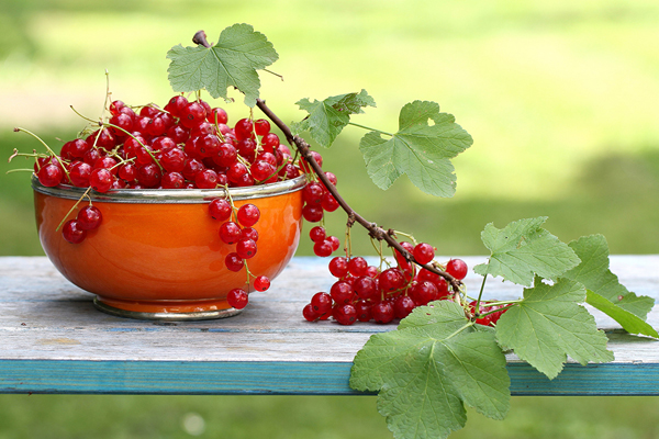 red currant description