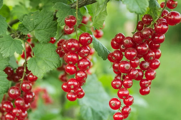 red currant varieties