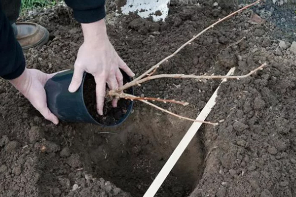 planting red currants