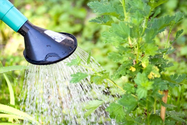 red currants: watering, pruning, preparing for winter