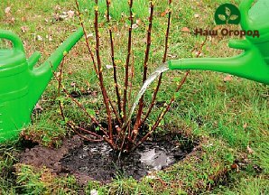 Timely watering is an integral part of caring for red currants