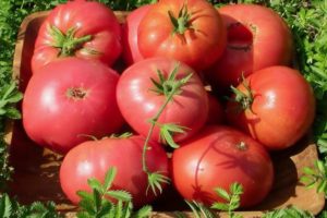 großfrüchtige Tomatensorten