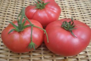 Foto von großfrüchtigen Tomaten