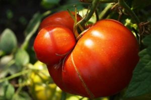 großfrüchtige Tomaten