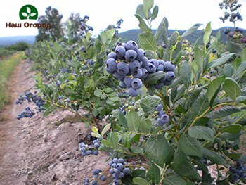 Mga batang punla ng blueberry