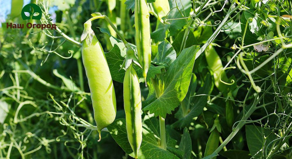 Les pois sont une culture qui aime beaucoup la lumière.