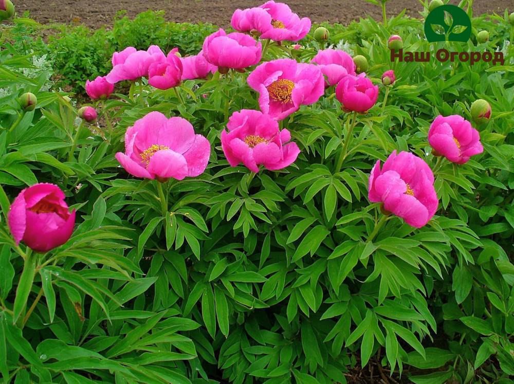 Flowerbed na may nakapagpapagaling na peonies