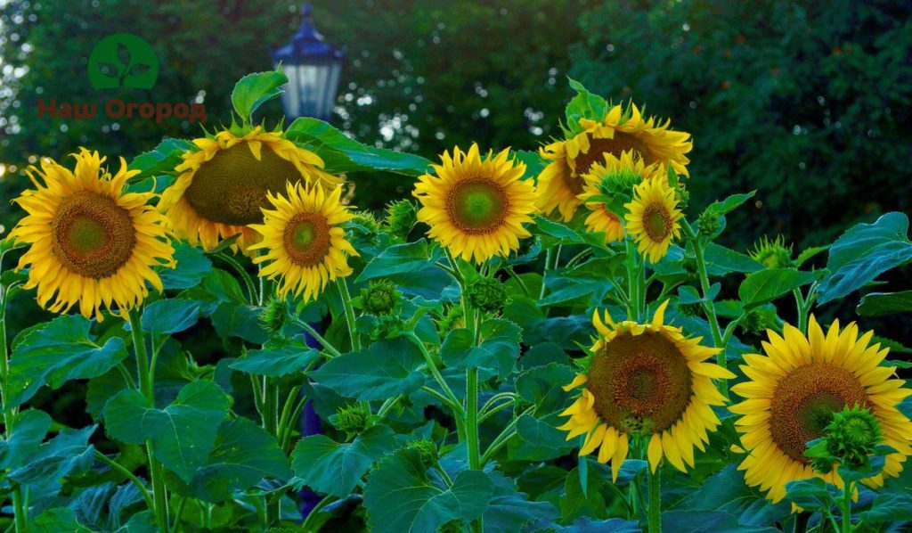 sunflower in the garden