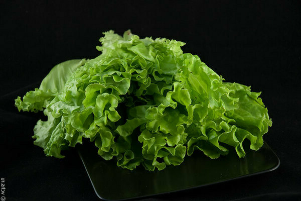 lettuce