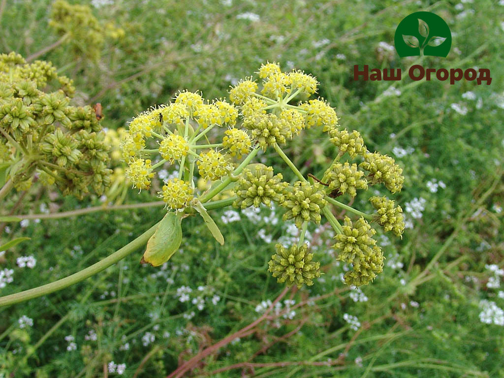 Lush inflorescences ng lovage