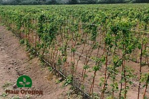 Tape method of planting raspberries