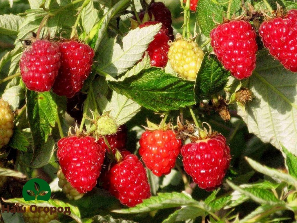 Große Himbeeren