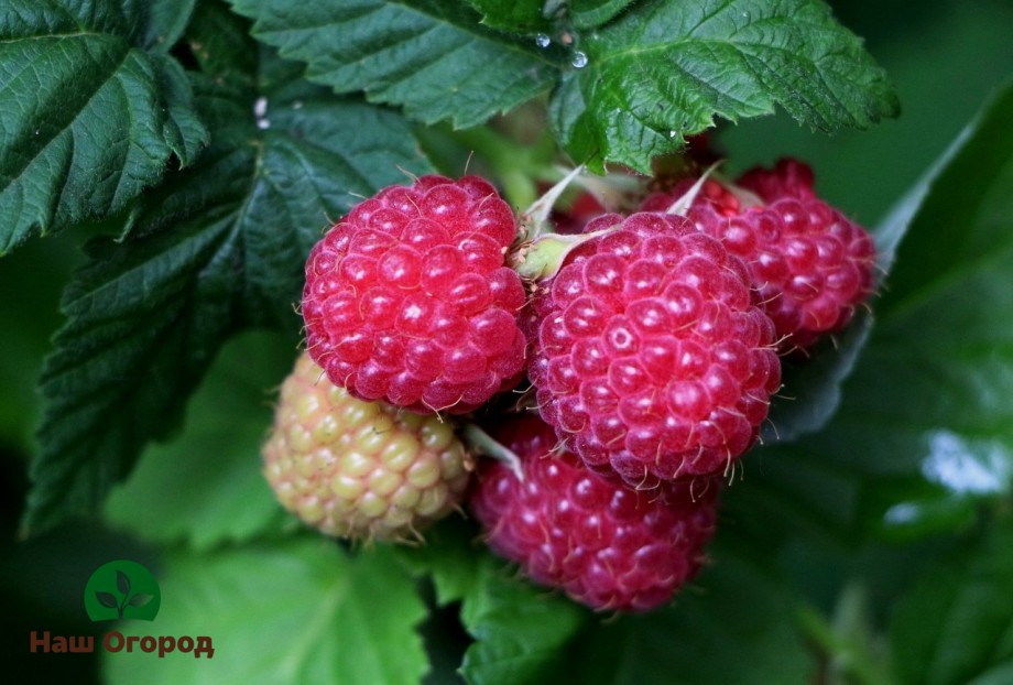 Raspberries