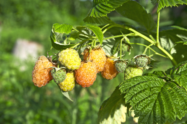 raspberry golden domes description