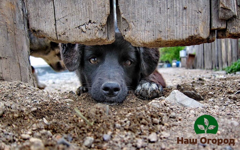 Durch große Lücken im Zaun kann der Hund das Territorium des Geländes leicht verlassen