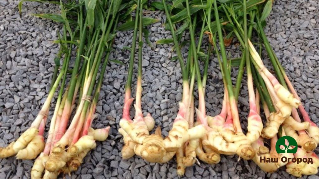 Excavated Ginger Harvest