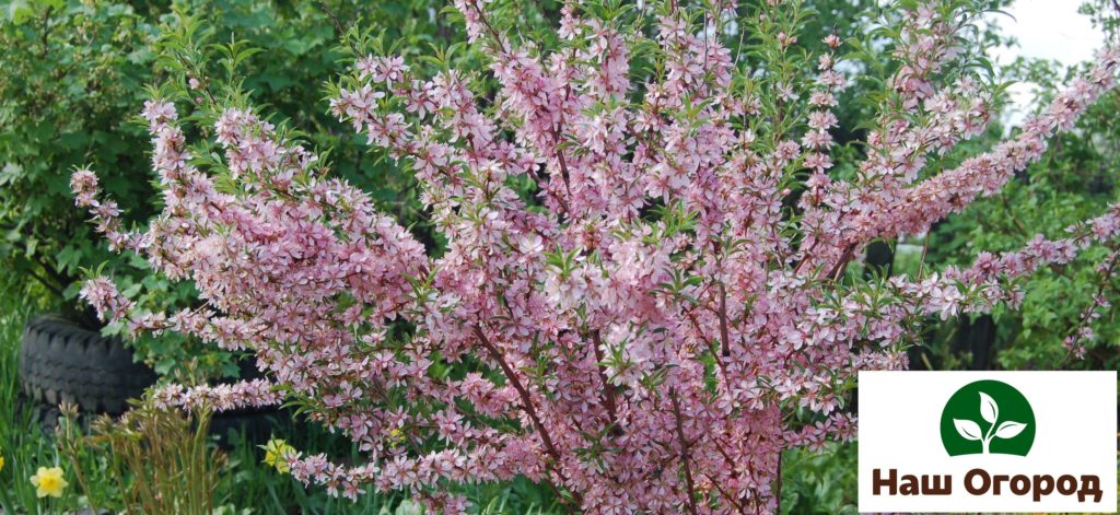 Almonds in the garden.