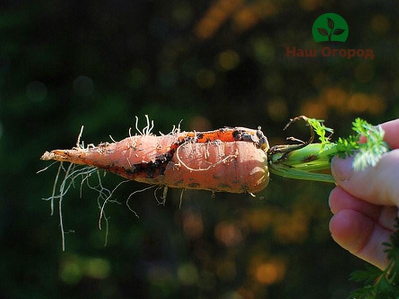 L'engrais pour la plantation de carottes doit être appliqué avec précaution.