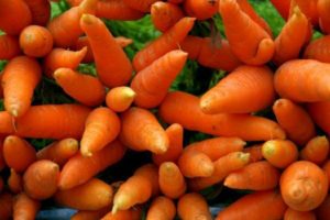 harvesting carrots