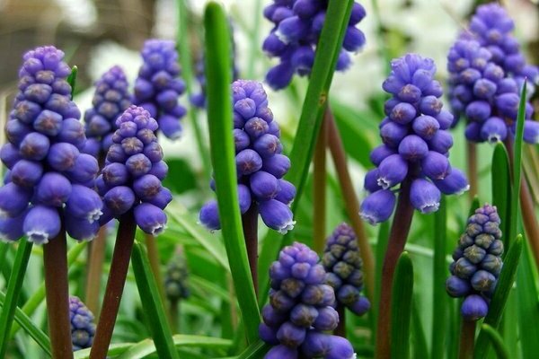 muscari