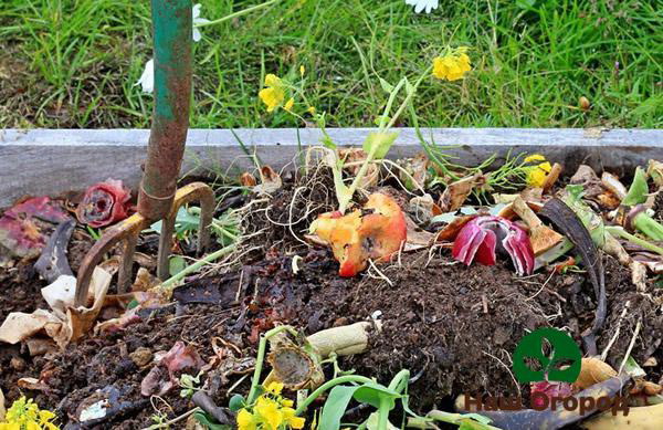 Obst und Gemüse für den Kompost muss natürlich und gesund sein