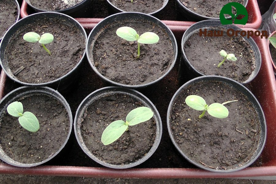 Transplantable watermelon sprouts