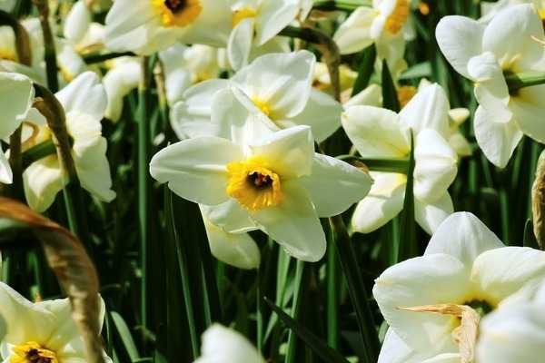 narcissus