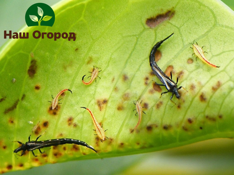 Thripse befinden sich wie Weiße Fliegen hauptsächlich auf der Innenseite des Blattes, was es im Garten schwierig macht, sie zu finden