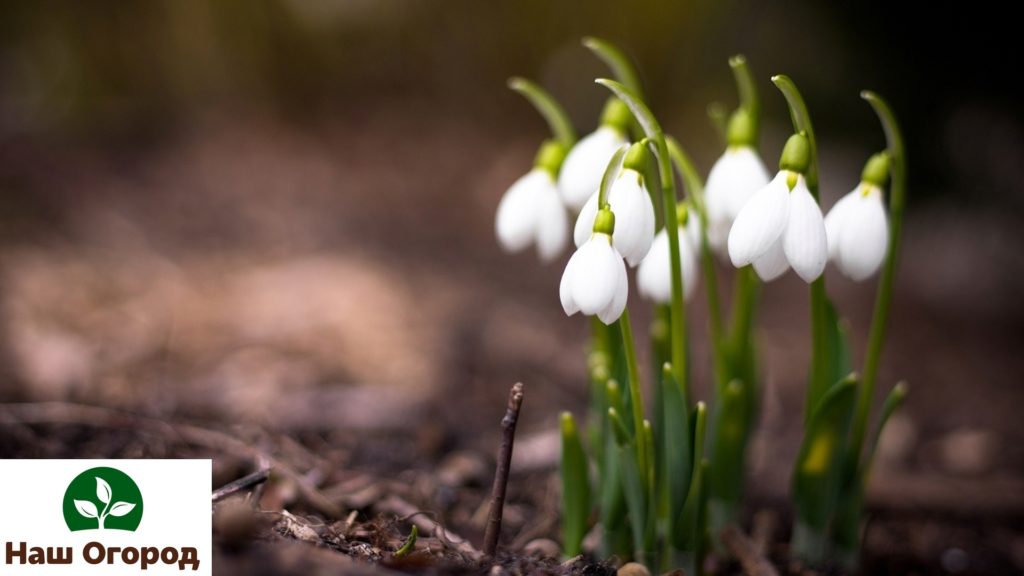 Ang Snowdrop ay itinuturing na unang bulaklak sa tagsibol.