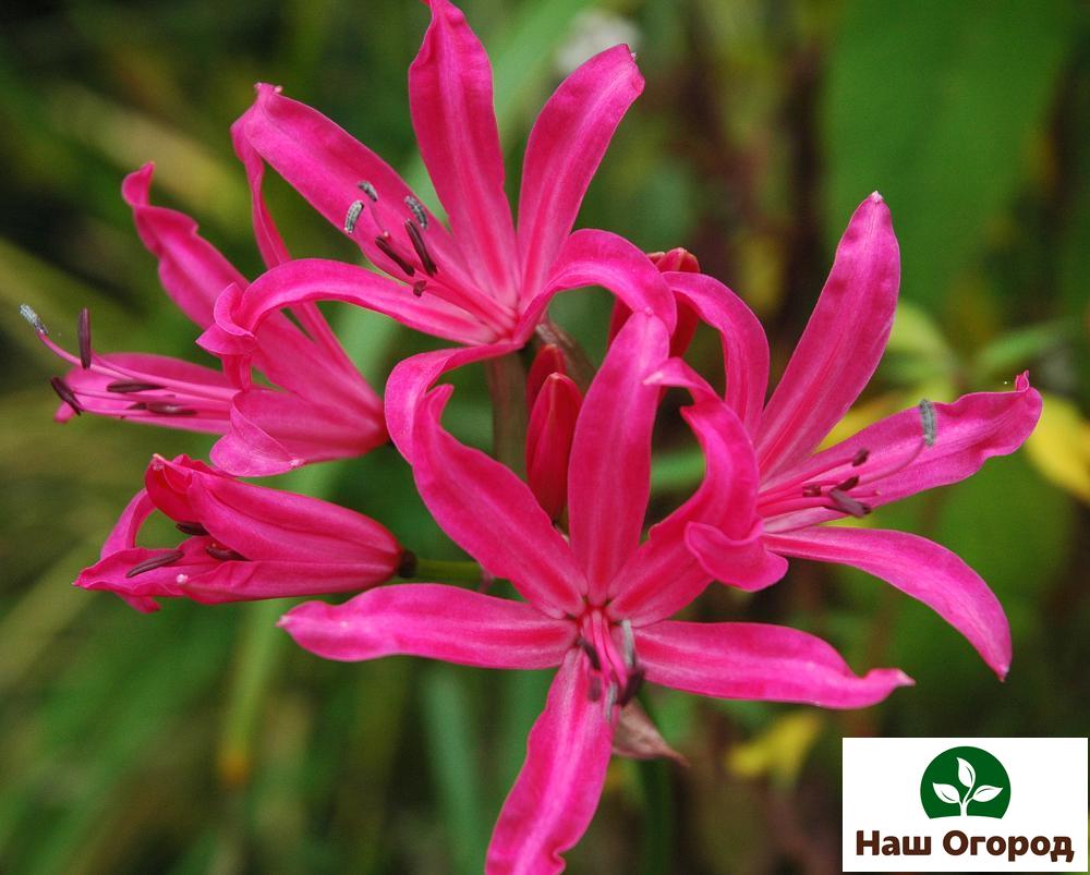 bulaklak bombilya Lily spider ay isang kamangha-manghang halaman na magiging isang kahanga-hangang dekorasyon para sa iyong hardin.